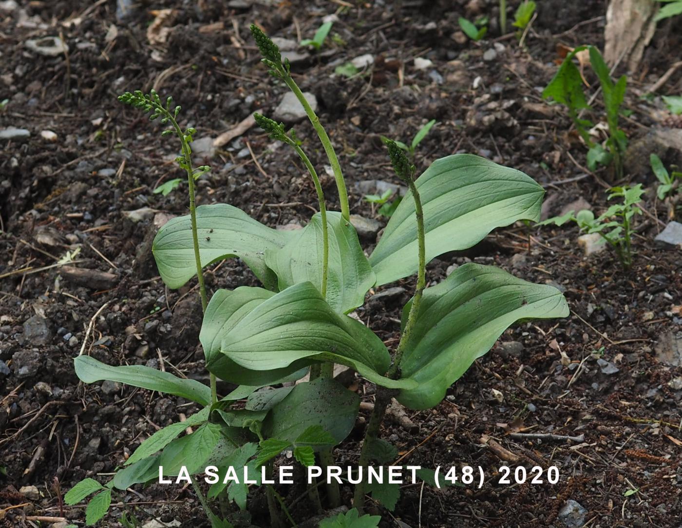 Twayblade leaf